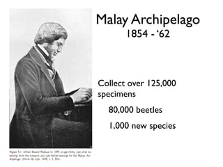 Malay Archipelago
       1854 - ‘62



Collect over 125,000
specimens
  80,000 beetles
  1,000 new species
 