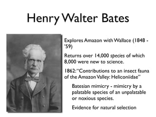 Henry Walter Bates
      Explores Amazon with Wallace (1848 -
      ’59)
      Returns over 14,000 species of which
      8,000 were new to science.
      1862: “Contributions to an insect fauna
      of the Amazon Valley: Heliconiidae”
         Batesian mimicry - mimicry by a
         palatable species of an unpalatable
         or noxious species.
         Evidence for natural selection
 