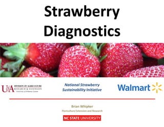 Strawberry
Diagnostics
NC STATE UNIVERSITY
Brian Whipker
Floriculture Extension and Research
National Strawberry
Sustainability Initiative
 