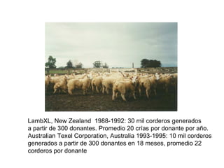 LambXL, New Zealand 1988-1992: 30 mil corderos generados
a partir de 300 donantes. Promedio 20 crías por donante por año.
Australian Texel Corporation, Australia 1993-1995: 10 mil corderos
generados a partir de 300 donantes en 18 meses, promedio 22
corderos por donante

 