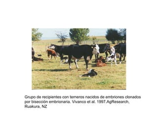 Grupo de recipientes con terneros nacidos de embriones clonados
por bisección embrionaria. Vivanco et al. 1997.AgResearch,
Ruakura, NZ

 