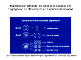 Multiplicación (clonado) de embriones sexados por
disgregación de blastómeros en embriones tempranos

Técnica que amerita mayor desarrollo por su potencial en clonación secuencial

 