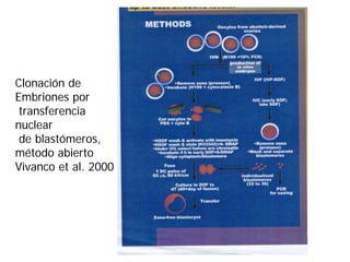 Clonación de
Embriones por
transferencia
nuclear
de blastómeros,
método abierto
Vivanco et al. 2000

 