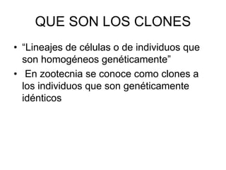 QUE SON LOS CLONES
• “Lineajes de células o de individuos que
son homogéneos genéticamente”
• En zootecnia se conoce como clones a
los individuos que son genéticamente
idénticos

 