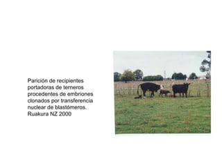 Parición de recipientes
portadoras de terneros
procedentes de embriones
clonados por transferencia
nuclear de blastómeros.
Ruakura NZ 2000

 