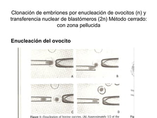 Clonación de embriones por enucleación de ovocitos (n) y
transferencia nuclear de blastómeros (2n) Método cerrado:
con zona pellucida
Enucleación del ovocito

 