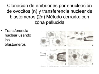 Clonación de embriones por enucleación
de ovocitos (n) y transferencia nuclear de
blastómeros (2n) Método cerrado: con
zona pellucida
• Transferencia
nuclear usando
los
blastómeros

 
