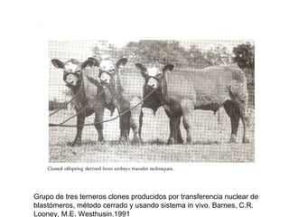 Grupo de tres terneros clones producidos por transferencia nuclear de
blastómeros, método cerrado y usando sistema in vivo. Barnes, C.R.
Looney, M.E. Westhusin.1991

 