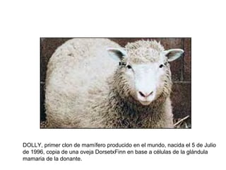 DOLLY, primer clon de mamífero producido en el mundo, nacida el 5 de Julio
de 1996, copia de una oveja DorsetxFinn en base a células de la glándula
mamaria de la donante.

 