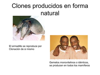 Clones producidos en forma
natural

El armadillo se reproduce por
Clonación de si mismo

Gemelos monovitelinos o idénticos,
se producen en todos los mamíferos

 