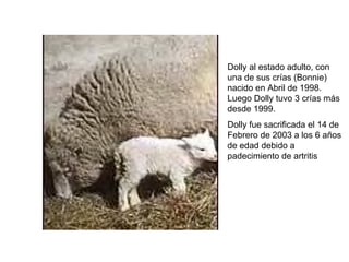 Dolly al estado adulto, con
una de sus crías (Bonnie)
nacido en Abril de 1998.
Luego Dolly tuvo 3 crías más
desde 1999.
Dolly fue sacrificada el 14 de
Febrero de 2003 a los 6 años
de edad debido a
padecimiento de artritis

 