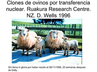 Clones de ovinos por transferencia
nuclear. Ruakura Research Centre.
NZ. D. Wells 1996

Sin fama ni gloria por haber nacido el 28/11/1996, 20 semanas después
de Dolly .

 