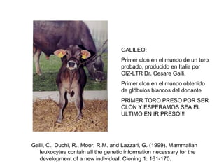 GALILEO:
Primer clon en el mundo de un toro
probado, producido en Italia por
CIZ-LTR Dr. Cesare Galli.
Primer clon en el mundo obtenido
de glóbulos blancos del donante
PRIMER TORO PRESO POR SER
CLON Y ESPERAMOS SEA EL
ULTIMO EN IR PRESO!!!

Galli, C., Duchi, R., Moor, R.M. and Lazzari, G. (1999). Mammalian
leukocytes contain all the genetic information necessary for the
development of a new individual. Cloning 1: 161-170.

 