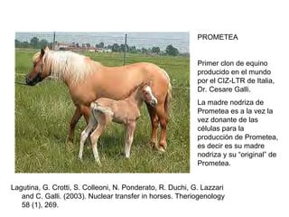 PROMETEA

Primer clon de equino
producido en el mundo
por el CIZ-LTR de Italia,
Dr. Cesare Galli.
La madre nodriza de
Prometea es a la vez la
vez donante de las
células para la
producción de Prometea,
es decir es su madre
nodriza y su “original” de
Prometea.
Lagutina, G. Crotti, S. Colleoni, N. Ponderato, R. Duchi, G. Lazzari
and C. Galli. (2003). Nuclear transfer in horses. Theriogenology
58 (1), 269.

 