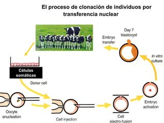 El proceso de clonación de individuos por
transferencia nuclear

Cloned offspring

Células
somáticas

 