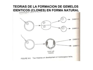 TEORIAS DE LA FORMACION DE GEMELOS
IDENTICOS (CLONES) EN FORMA NATURAL

 