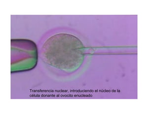 Transferencia nuclear, introduciendo el núcleo de la
célula donante al ovocito enucleado

 
