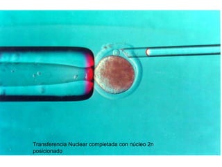 Transferencia Nuclear completada con núcleo 2n
posicionado

 