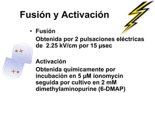 Fusión y Activación
• Fusión
Obtenida por 2 pulsaciones eléctricas
de 2.25 kV/cm por 15 µsec
• Activación
Obtenida químicamente por
incubación en 5 µM ionomycin
seguida por cultivo en 2 mM
dimethylaminopurine (6-DMAP)

 