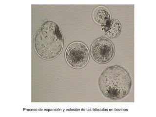 Proceso de expansión y eclosión de las blástulas en bovinos

 