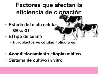 Factores que afectan la
eficiencia de clonación
• Estado del ciclo celular
– G0 vs G1

• El tipo de célula
– fibroblastos vs células foliculares

• Acondicionamiento citoplasmático
• Sistema de cultivo in vitro

 