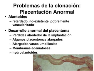 Problemas de la clonación:
Placentación Anormal
• Alantoides
– retardado, no-existente, pobremente
vascularizado

• Desarrollo anormal del placentoma
–
–
–
–
–

Perdidas alrededor de la implantación
Algunos placentomas alargados
Alargados vasos umbilicales
Membranas edematosas
hydroalantoides

 