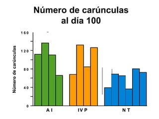 Número de carúnculas
al día 100
Número de carúnculas

160

120

80

40

0

AI

IV P

NT

 