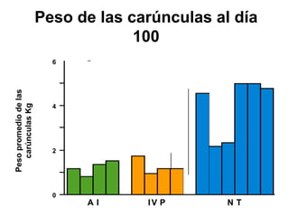 Peso de las carúnculas al día
100

Peso promedio de las
carúnculas Kg

6

4

2

0

AI

IV P

NT

 