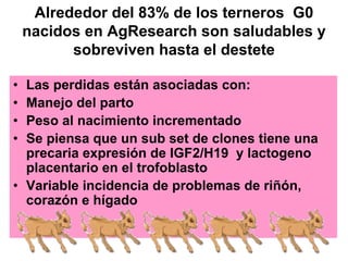 Alrededor del 83% de los terneros G0
nacidos en AgResearch son saludables y
sobreviven hasta el destete
•
•
•
•

Las perdidas están asociadas con:
Manejo del parto
Peso al nacimiento incrementado
Se piensa que un sub set de clones tiene una
precaria expresión de IGF2/H19 y lactogeno
placentario en el trofoblasto
• Variable incidencia de problemas de riñón,
corazón e hígado

 