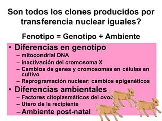Son todos los clones producidos por
transferencia nuclear iguales?
Fenotipo = Genotipo + Ambiente

• Diferencias en genotipo
– mitocondrial DNA
– inactivación del cromosoma X
– Cambios de genes y cromosomas en células en
cultivo
– Reprogramación nuclear: cambios epigenéticos

• Diferencias ambientales
– Factores citoplasmáticos del ovocito
– Utero de la recipiente

– Ambiente post-natal

 