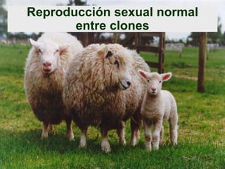 Reproducción sexual normal
entre clones

 