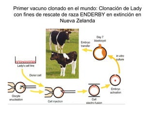 Primer vacuno clonado en el mundo: Clonación de Lady
con fines de rescate de raza ENDERBY en extinción en
Nueva Zelanda

 