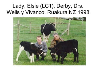 Lady, Elsie (LC1), Derby, Drs.
Wells y Vivanco, Ruakura NZ 1998

 