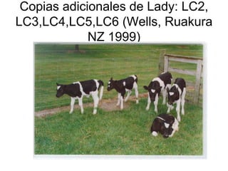 Copias adicionales de Lady: LC2,
LC3,LC4,LC5,LC6 (Wells, Ruakura
NZ 1999)

 