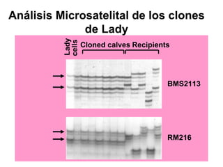 Lady
cells

Análisis Microsatelital de los clones
de Lady
Cloned calves Recipients

BMS2113

RM216

 
