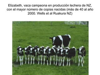 Elizabeth, vaca campeona en producción lechera de NZ,
con el mayor número de copias nacidas (más de 40 al año
2000. Wells et al Ruakura NZ)

 