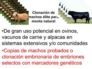 Clonación de
machos élite para
monta natural

•De gran uso potencial en ovinos,
vacunos de carne y alpacas en
sistemas extensivos y/o comunidades
•Copias de machos probados o
clonación embrionaria de embriones
selectos con marcadores genéticos

 