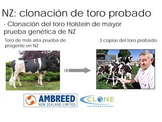 NZ: clonación de toro probado
- Clonación del toro Holstein de mayor
prueba genética de NZ
Toro de más alta prueba de
progenie en NZ

3 copias del toro probado

 