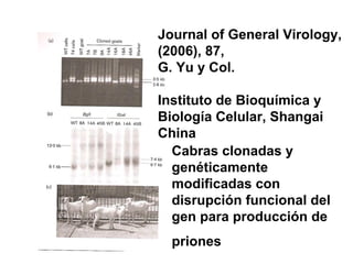Journal of General Virology,
(2006), 87,
G. Yu y Col.
Instituto de Bioquímica y
Biología Celular, Shangai
China
Cabras clonadas y
genéticamente
modificadas con
disrupción funcional del
gen para producción de
priones

 