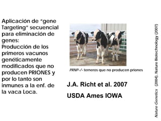 PRNP-/- terneros que no producen priones

J.A. Richt et al. 2007
USDA Ames IOWA

Nature Genetics (2004), Nature Biotechnology (2007)

Aplicación de “gene
Targeting” secuencial
para eliminación de
genes:
Producción de los
primeros vacunos
genéticamente
modificados que no
producen PRIONES y
por lo tanto son
inmunes a la enf. de
la vaca Loca.

 