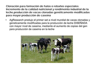 Clonación para formación de hatos o rebaños especiales:
Incremento de la calidad nutricional y rendimeinto industrial de la
leche,producción de vacas clonadas genéticamente modificadas
para mayor producción de caseína
•

AgResearch produjo el primer set a nivel mundial de vacas clonadas y
geneticamente modificadas para la producción de leche DISEÑADA
con mayor nivel de caseina, mediante el aumento de copias del gen
para producción de caseina en la leche

 