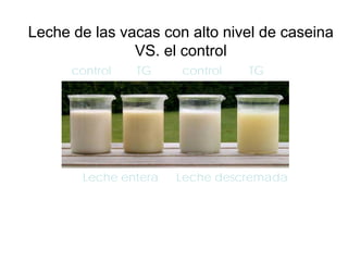 Leche de las vacas con alto nivel de caseina
VS. el control
control

TG

Leche entera

control

TG

Leche descremada

 