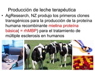 Producción de leche terapéutica
• AgResearch, NZ produjo los primeros clones
transgénicos para la producción de la proteína
humana recombinante mielina proteína
básica( = rhMBP) para el tratamiento de
múltiple esclerosis en humanos

 