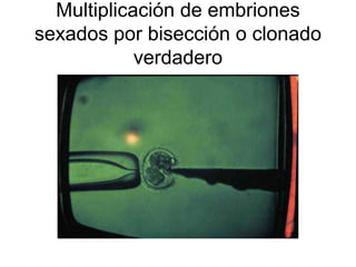 Multiplicación de embriones
sexados por bisección o clonado
verdadero

 
