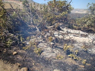 14.07.2012 güngör yangini