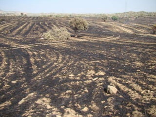 14.07.2012 güngör yangini