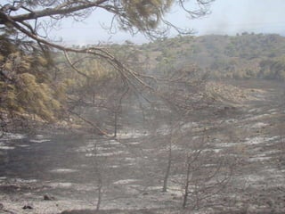 14.07.2012 güngör yangini