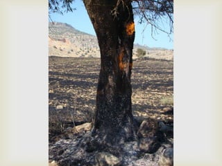 14.07.2012 güngör yangini