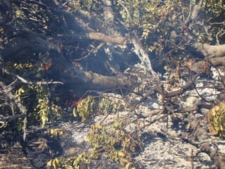 14.07.2012 güngör yangini