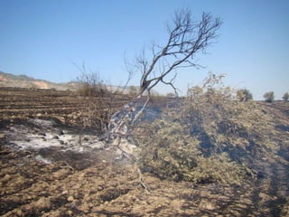 14.07.2012 güngör yangini